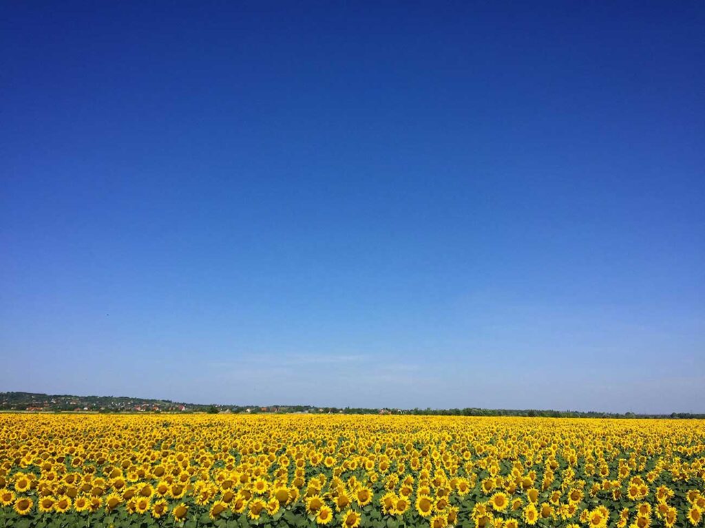 campo de girasoles para hacer aceite refinado