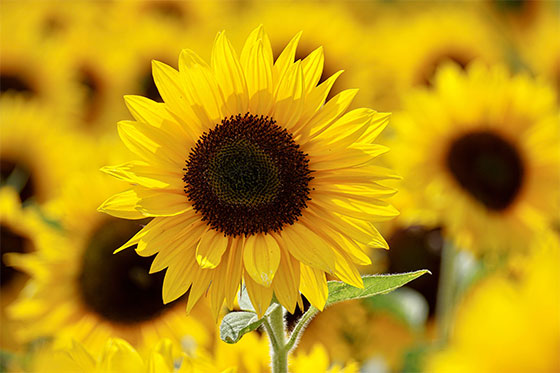 flores de girasol